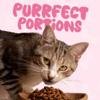 Daily Cat Feeding Checklist: Portions, Water, and Treats