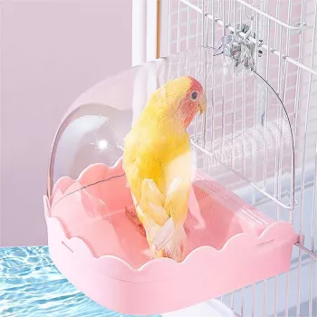 Hanging Bird Bath Box Tips: Placement, Cleaning, Safety